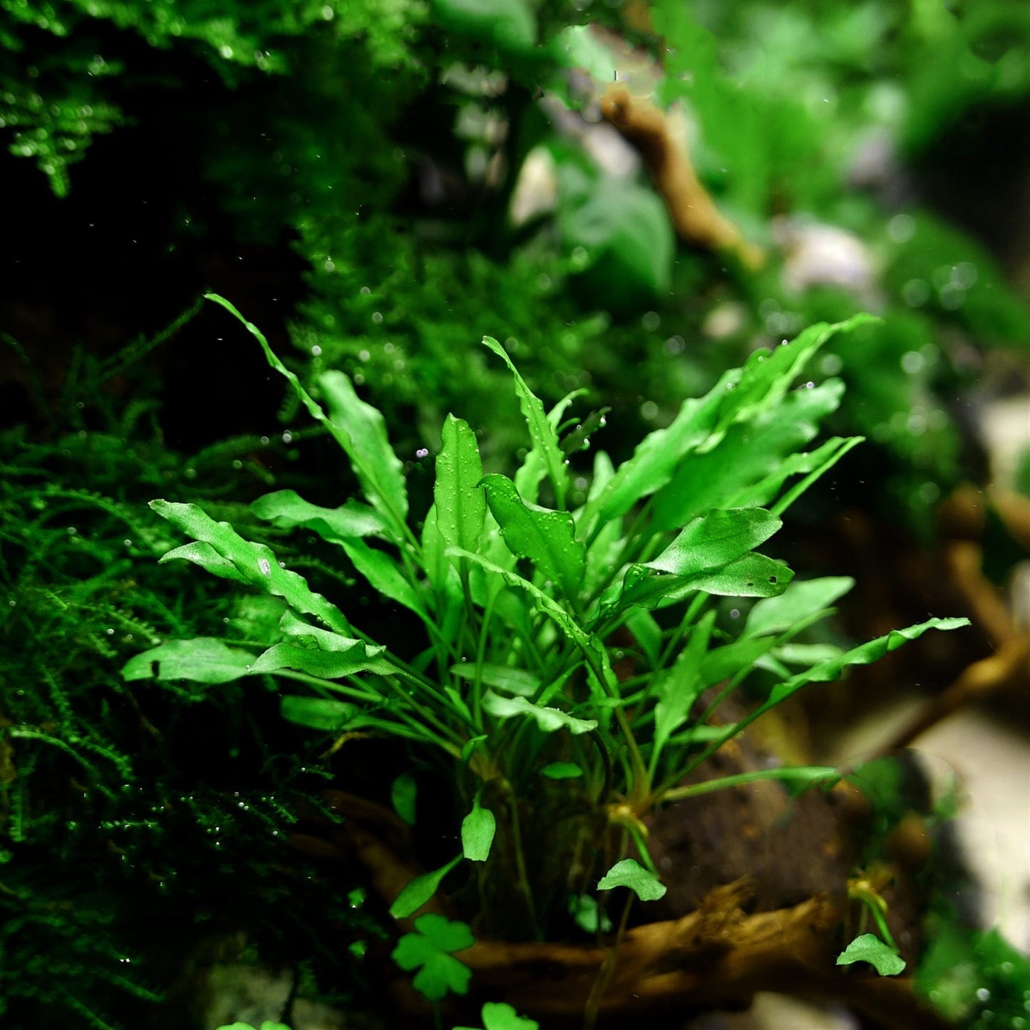 Water Trumpet (Cryptocoryne wendtii 'Green')