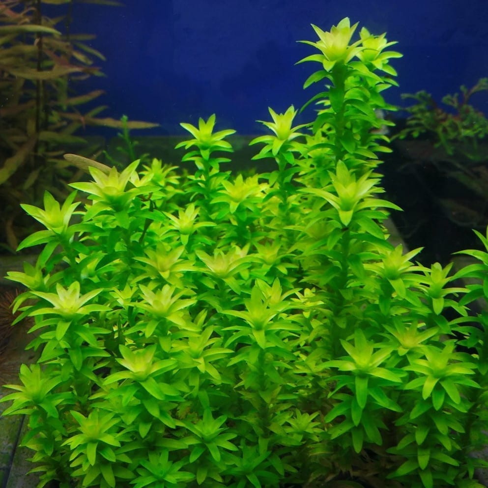 Tonina fluviatilis ''Lotus Blossom''