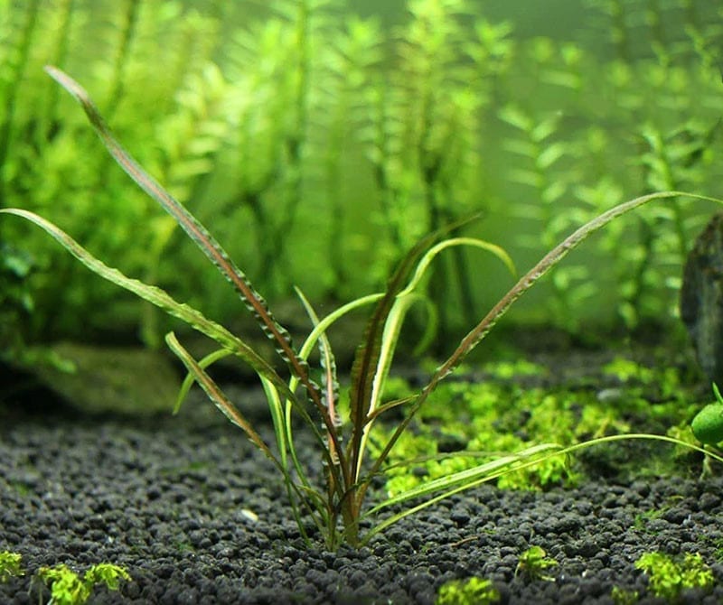 Fountain Cryptocoryne ( Cryptocoryne  retrospiralis )