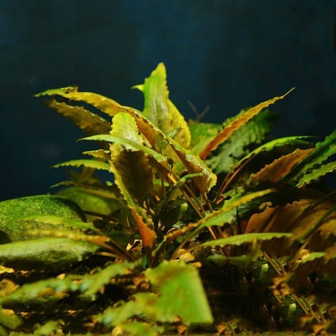 Cryptocoryne beckettii petchii