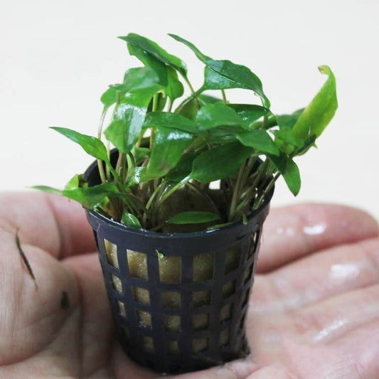 Water Trumpet (Cryptocoryne wendtii 'Green')