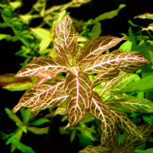 Dwarf Hygrophila (Hygrophila polysperma)