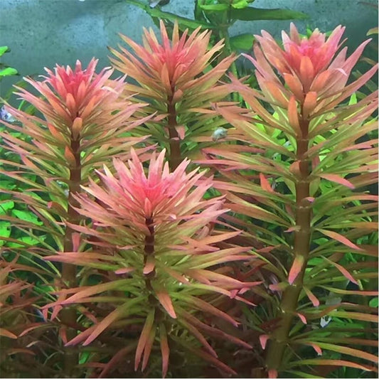 Ludwigia Inclinata var.Verticillata'Pantanal'