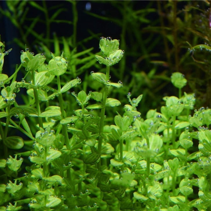 Water Hyssop ( Lindernia rotundifolia )