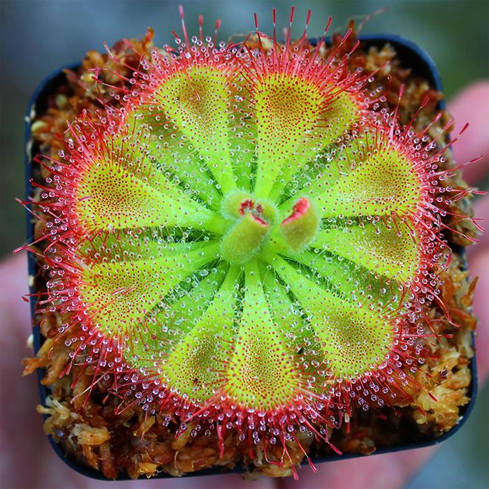 Drosera Burmannii