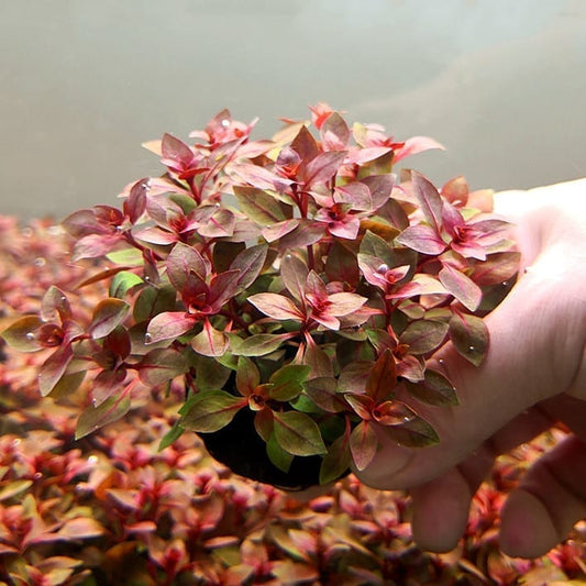 Ludwigia palustris ' super red '