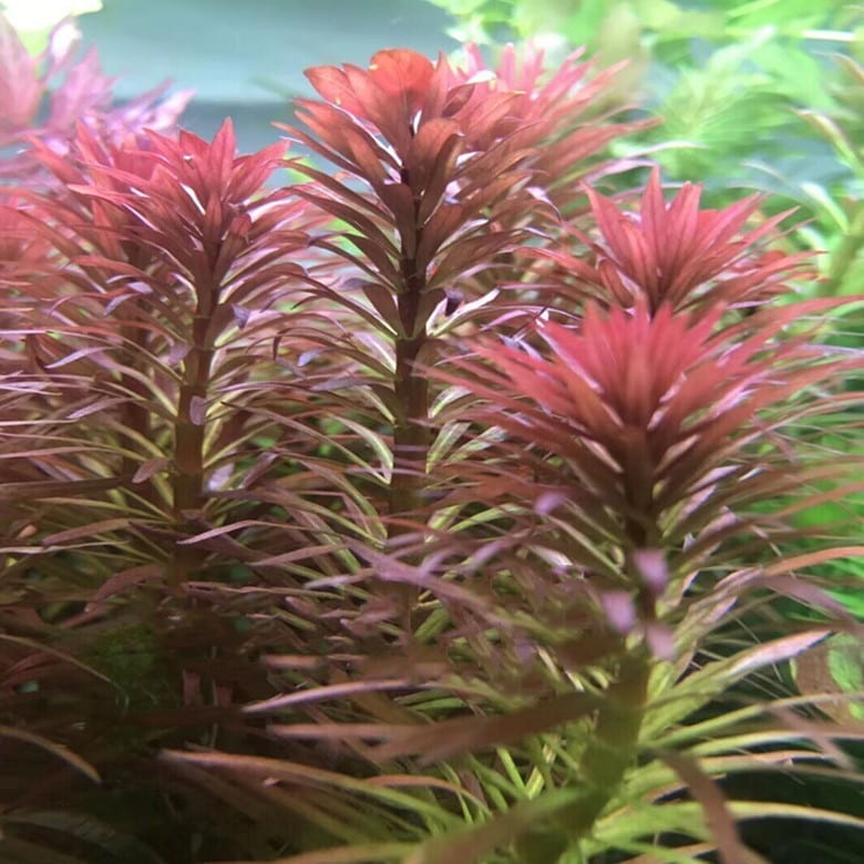 Ludwigia Inclinata var.Verticillata'Pantanal'