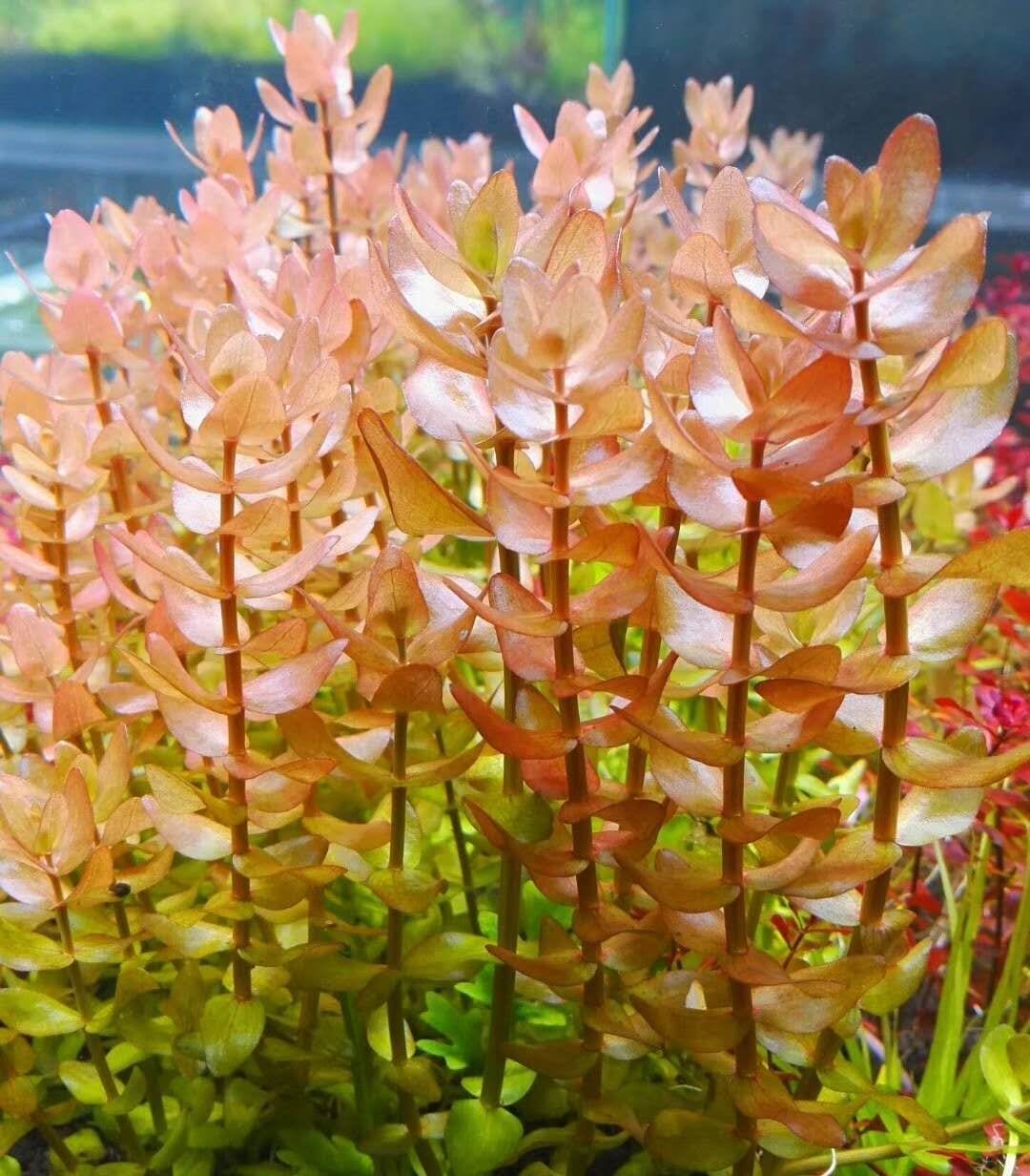 Mint Bacopa (Bacopa caroliniana)