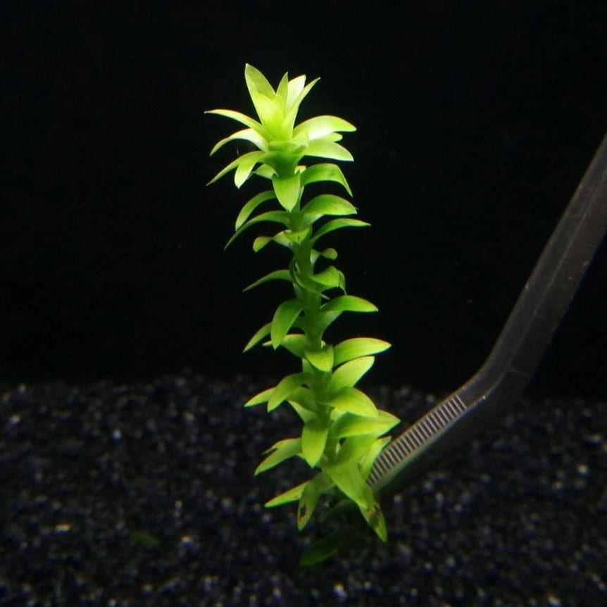 Tonina fluviatilis ''Lotus Blossom''