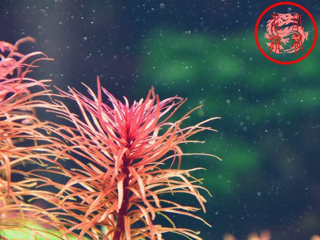 Ludwigia Inclinata var.Verticillata'Pantanal'