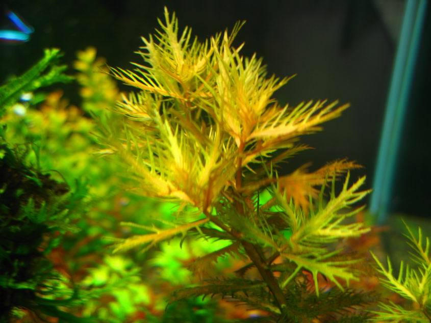 Mermaid Weed (Proserpinaca palustris)