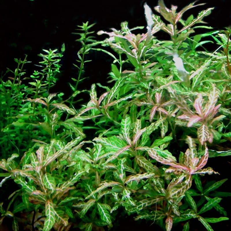 Dwarf Hygrophila (Hygrophila polysperma)
