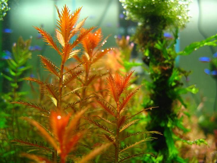 Mermaid Weed (Proserpinaca palustris)