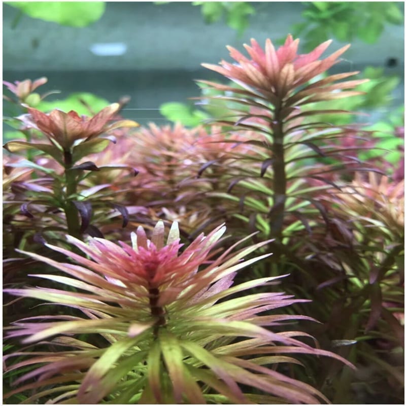 Ludwigia Inclinata var.Verticillata'Pantanal'