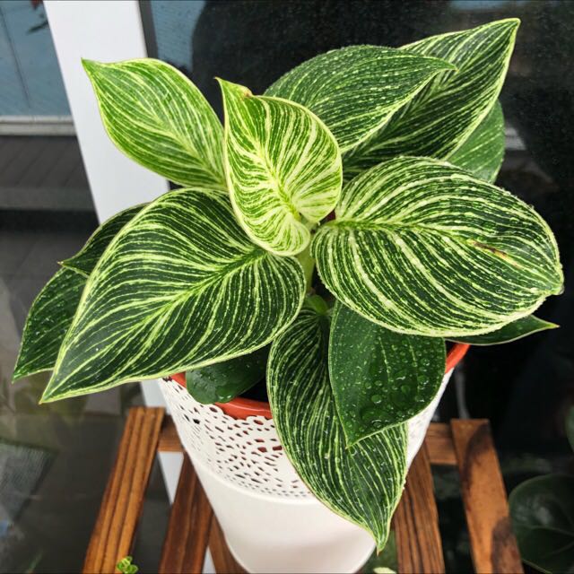 Philodendron ' Birkin ' ( Philodendron sp )