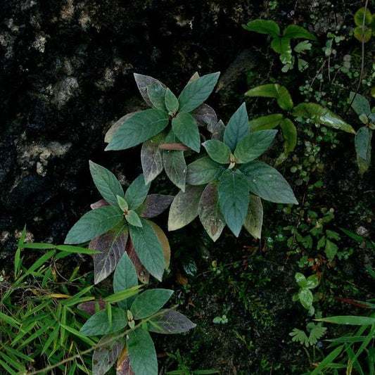 Paraboea swinhoei