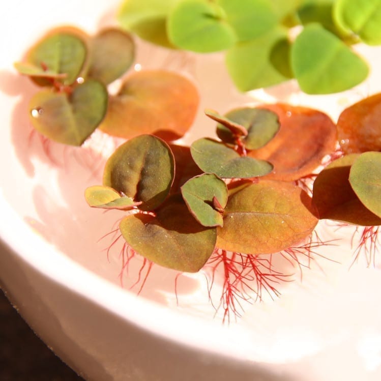 Red Root Floater (Phyllanthus fluitans)