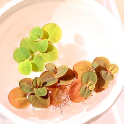 Red Root Floater (Phyllanthus fluitans)