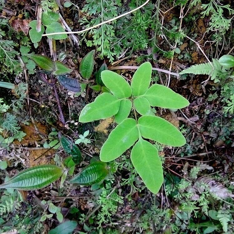 Asian Royal Fern (Osmunda japonica)