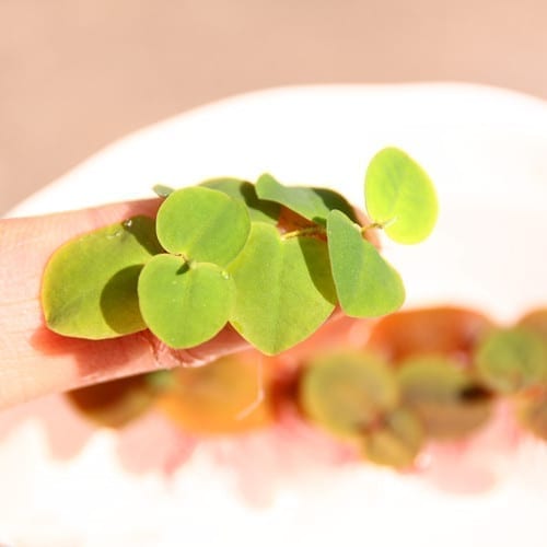 Red Root Floater (Phyllanthus fluitans)