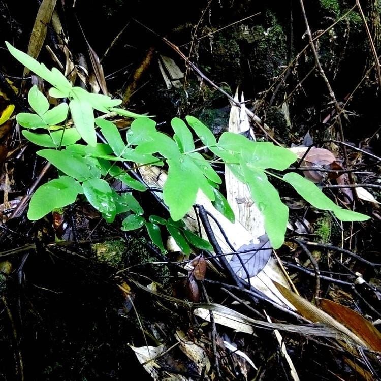 Asian Royal Fern (Osmunda japonica)