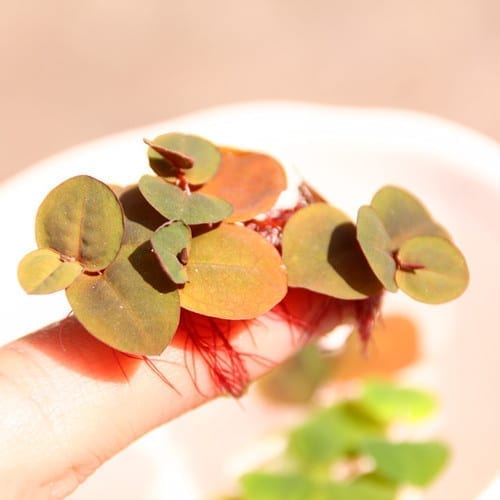 Red Root Floater (Phyllanthus fluitans)