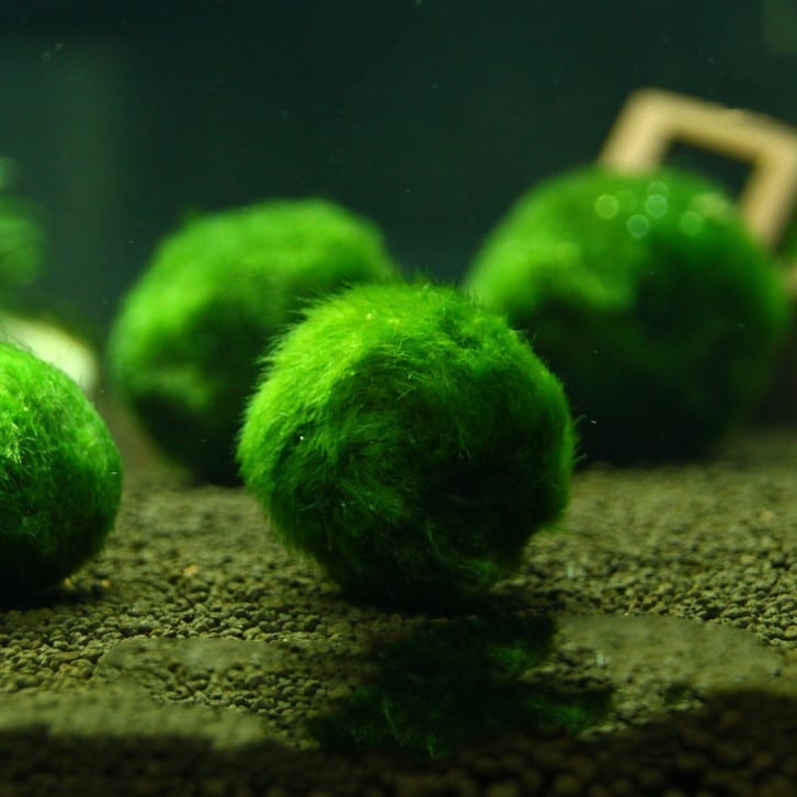 Marimo (Cladophora aegagrophila)