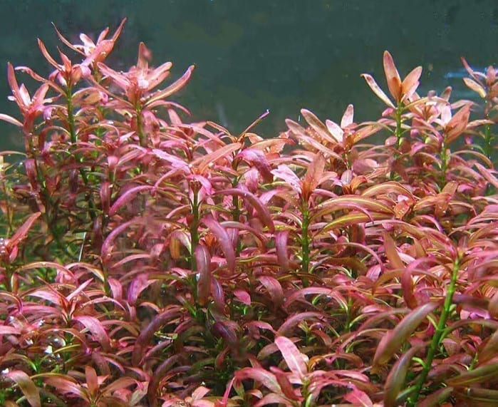 Rotala Sp. Sunset (Ammannia sp.Sulawesi)