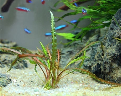 Fountain Cryptocoryne ( Cryptocoryne  retrospiralis )