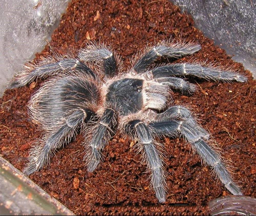 Salmon Pink Birdeating Tarantula (Lasiodora parahybana)