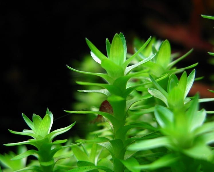 Tonina fluviatilis ''Lotus Blossom''