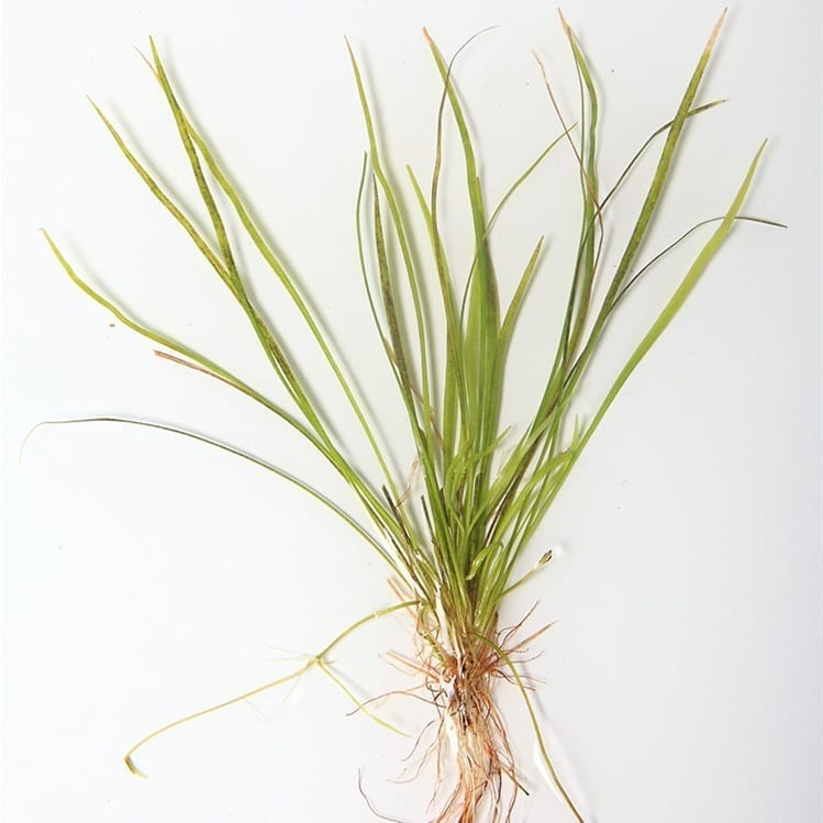 Narrow Leaf Chain Sword (Echinodorus tenellus)