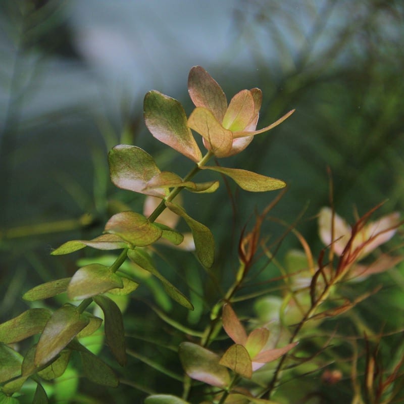 Mint Bacopa (Bacopa caroliniana)