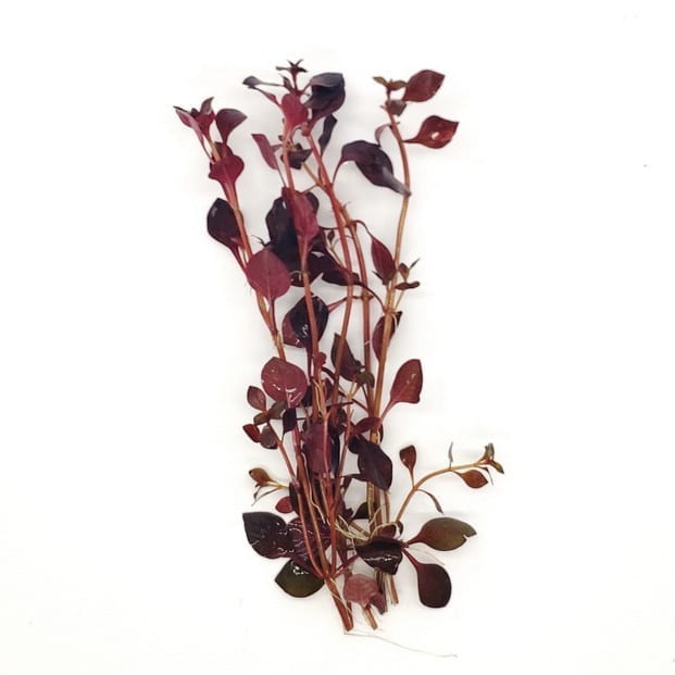 Ludwigia palustris ' super red '