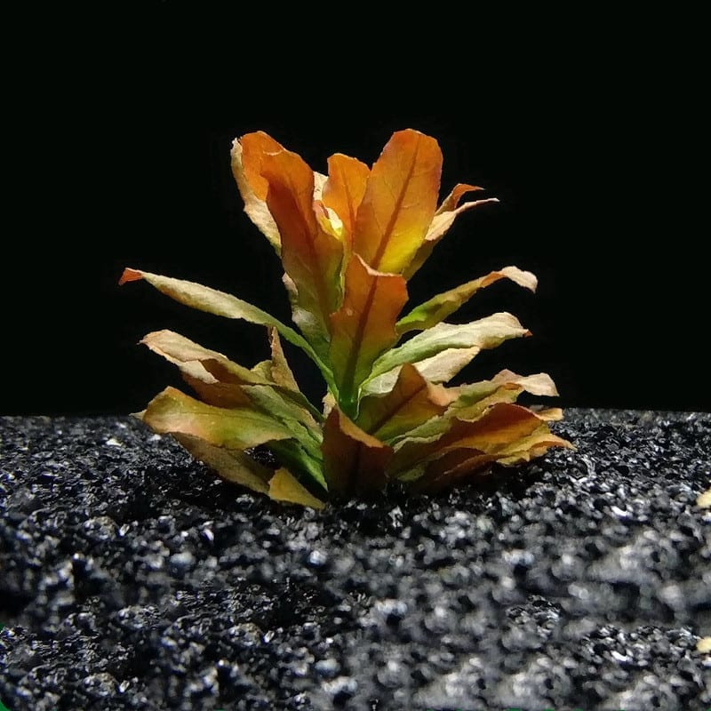 Ludwigia Pilosa (Ludwigia sphaerocarpa)