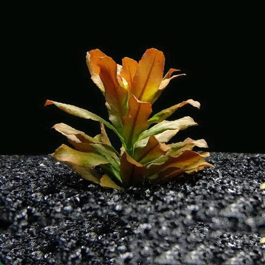 Ludwigia Pilosa (Ludwigia sphaerocarpa)