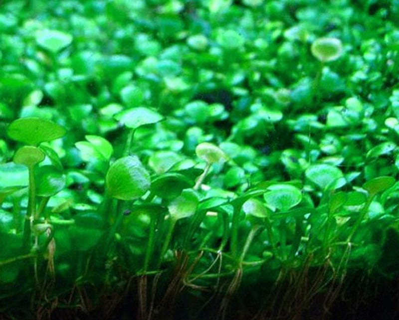 Dwarf Four Lead Clover (Marsilea hirsuta)