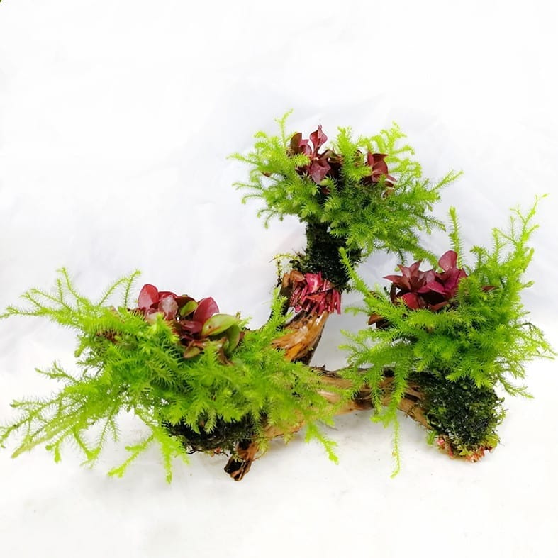 Alternanthera Bettzickiana Red & Riccia Fluitans on Driftwood