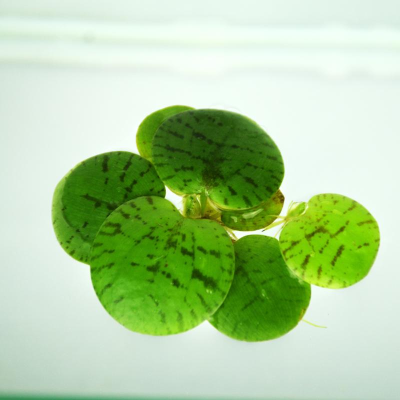 Amazon frogbit  (Limnobium laevigatum)