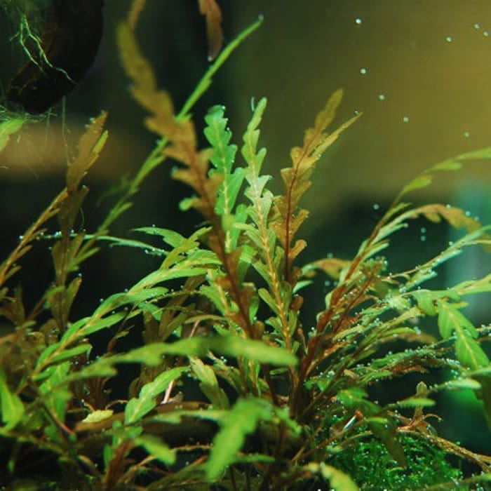 Fern Hygrophila (Hygrophila pinnatifida)