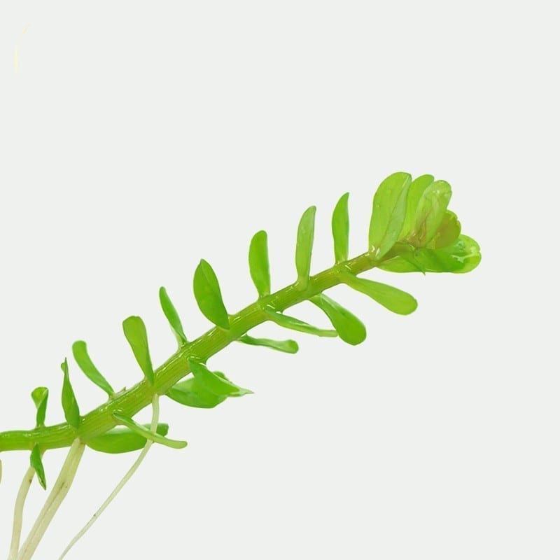 Indian Toothcup (Rotala indica) x 3 Stems