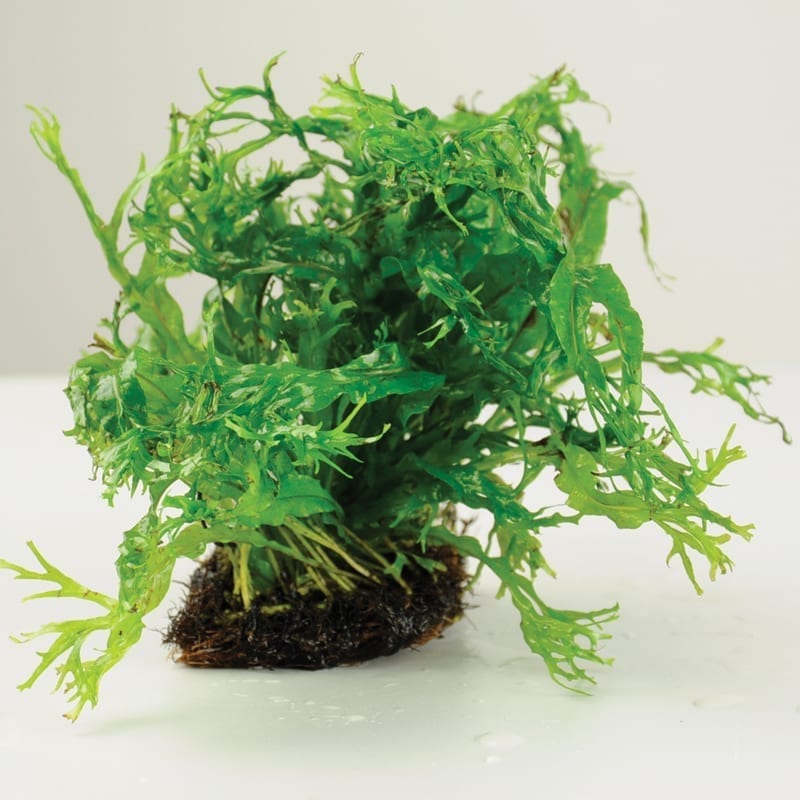 Java Fern Windelov ( Microsuinm pteropus 'Windelov' )