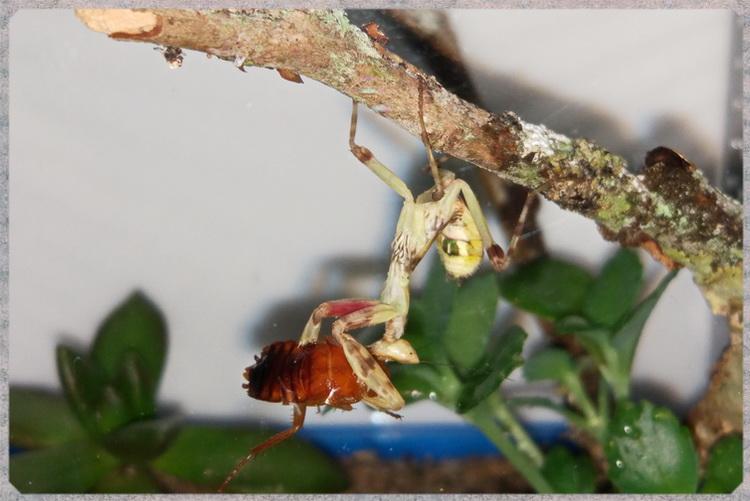 Creobroter nebulosus asian flower mantis