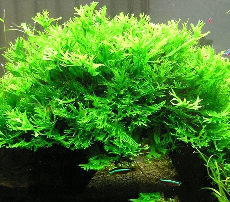 Java Fern Windelov ( Microsuinm pteropus 'Windelov' )