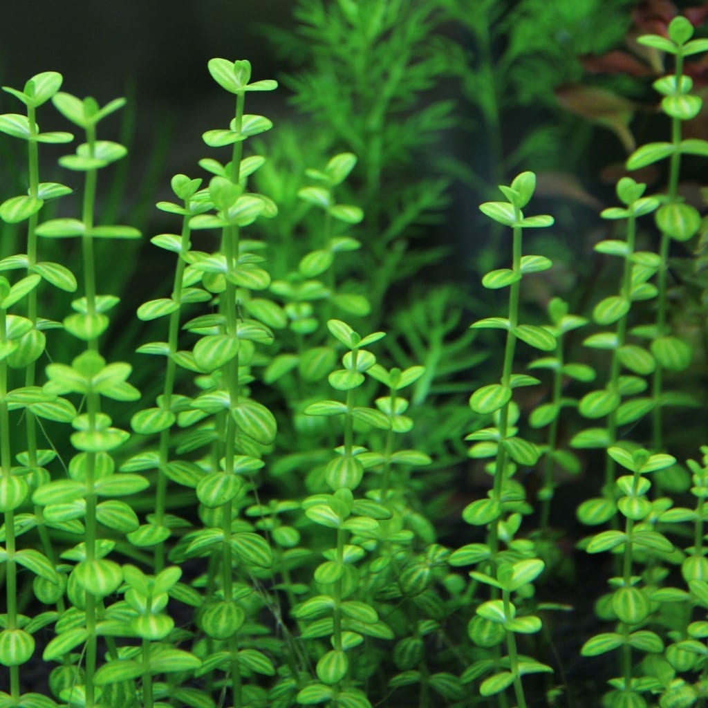 Water Hyssop ( Lindernia rotundifolia )