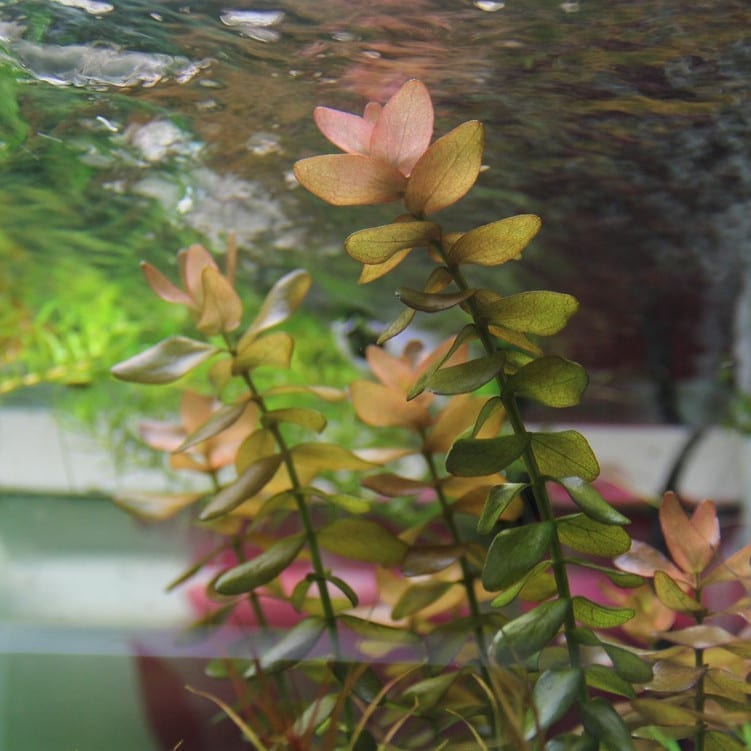 Mint Bacopa (Bacopa caroliniana)