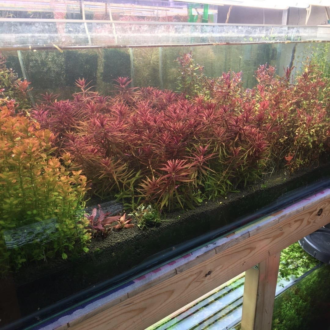 Eusteralis Stellata Octopus (Pogostemon stellatus)