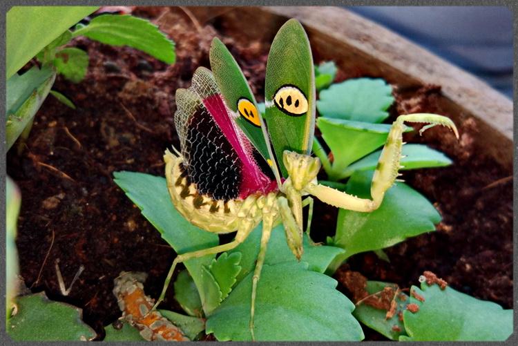 Creobroter nebulosus asian flower mantis