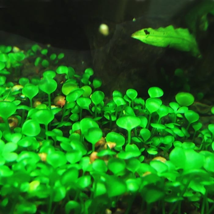 Dwarf Four Lead Clover (Marsilea hirsuta)