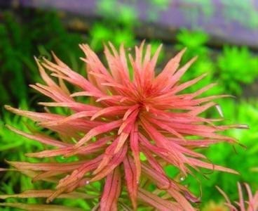 Ludwigia Inclinata var.Verticillata'Pantanal'